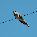 Pallid cuckoo