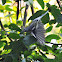Chestnut-sided Warbler (female)