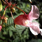 Himalayan Balsam