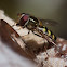 Bird hover fly