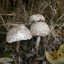 Shaggy Parasol?