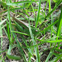 Grasshopper
