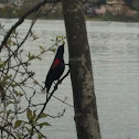 Red-winged blackbird