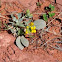 Gordon's bladderpod