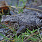 Common Toad