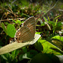 Common Caerulean