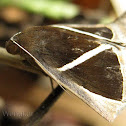 Unidentified Moth
