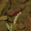 crimson marsh glider