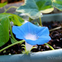 Entireleaf Morning Glory