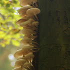 Porcelain mushroom/Porseleinzwam