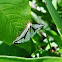 Leconte's Haploa Moth