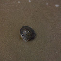 Red-eared slider