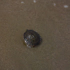 Red-eared slider