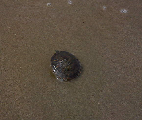 Spotting Image 1