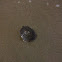 Red-eared slider