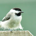 Carolina Chickadee