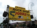 Moab Rock Shop Fossils