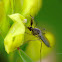 Non-biting midges, Ochotkowate