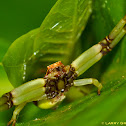 Crab Spider