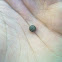 Woodlouse