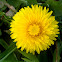 Diente de león, dandelion
