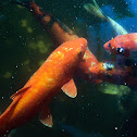 Goldfish