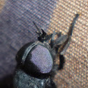 Horsefly