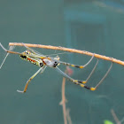 Banded-legged Golden orb-web spider