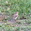 Snow Bunting