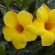 Allamanda