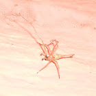 Sac Spider