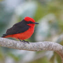Vermilion Flycatcher