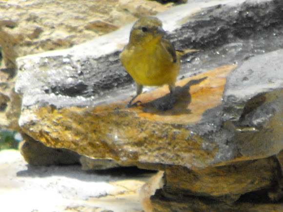 Spotting Image 1