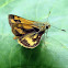Orange palm-dart