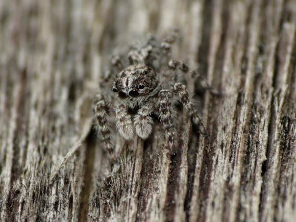 Spotting Image 1