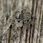 Bark Jumping Spider