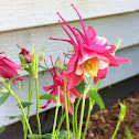 Songbird Cardinal Columbine
