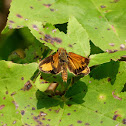 Zabulon skipper butterfly