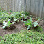 big cabbage