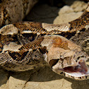 Boa