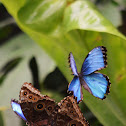 Morpho en vuelo