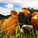 Dairy Cow
