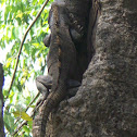 Green Iguana