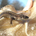 Viviparous Lizard