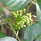 Poison Oak