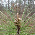 Loblolly Pine