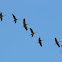Common Crane