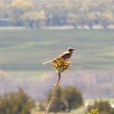 Lark Sparrow