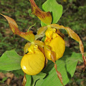 Large Yellow Lady Slipper