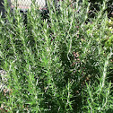 Rosemary